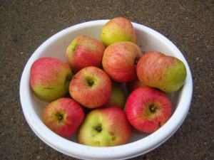 Bramley Seedling apples